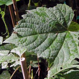 Ampelopsis cordata - Zone 6 Plants - Forestfarm.com