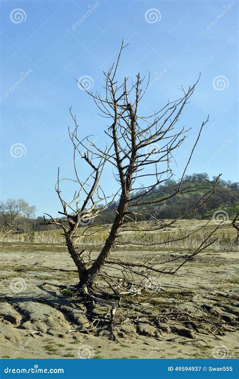 California desert stock image. Image of joshua, stone - 49594937