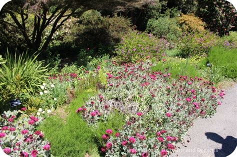 Rhododendrons at Mendocino Coast Botanical Gardens | Destinations Detours and Dreams