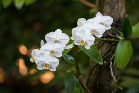 Tropical Rainforest Orchids | Skyrail