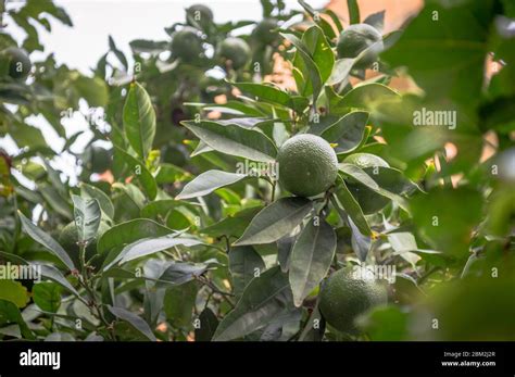 A lemon tree with green lemon Stock Photo - Alamy