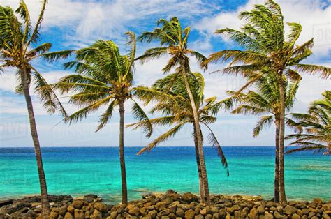 Coconut palm trees (Cocos nucifera) swaying in tropical breeze on Hawaiian coast, Lapakahi State ...