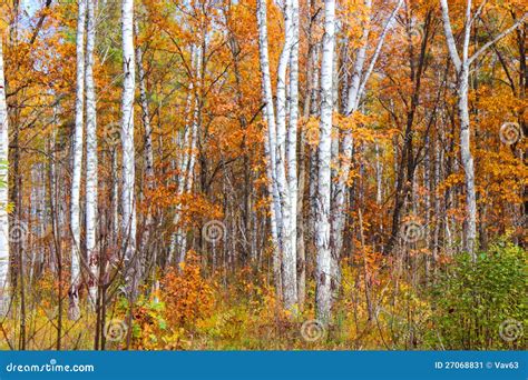 Colours of the Autumn Forest Stock Image - Image of lost, leave: 27068831