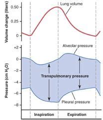 transpulmonary pressure and intrapleural pressure - Google Search