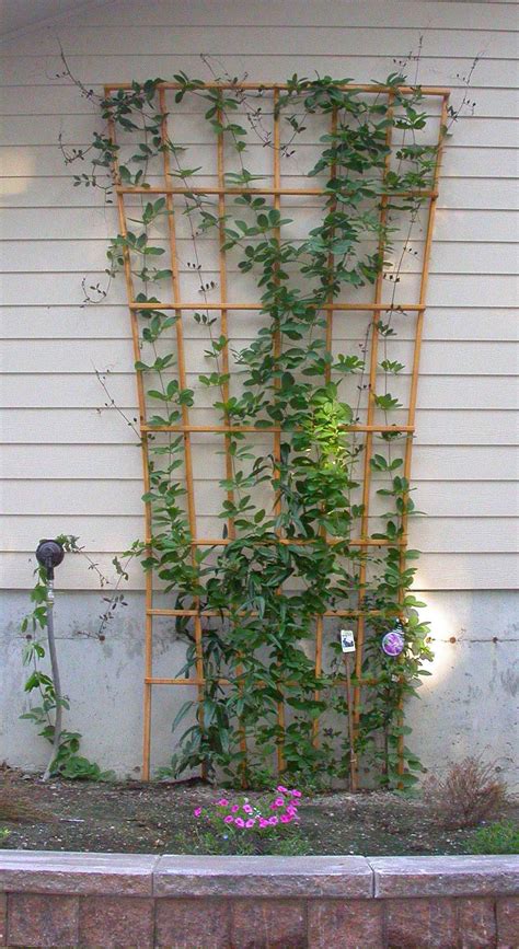 Clematis on Trellis | Clematis trellis, Clematis, Garden structures