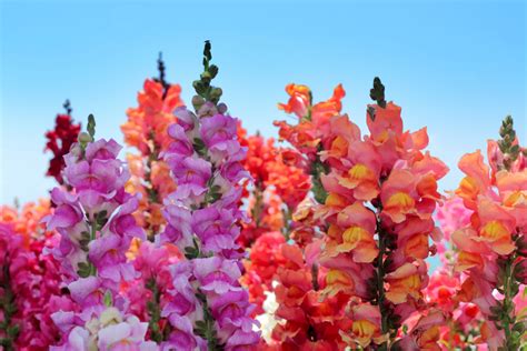 Growing Snapdragons - How To Keep Snapdragons Blooming All Summer!