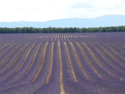 Unique Provence Luxury and Authentic Travel Blog: Lavender, Lakes and Moustiers Ste Marie