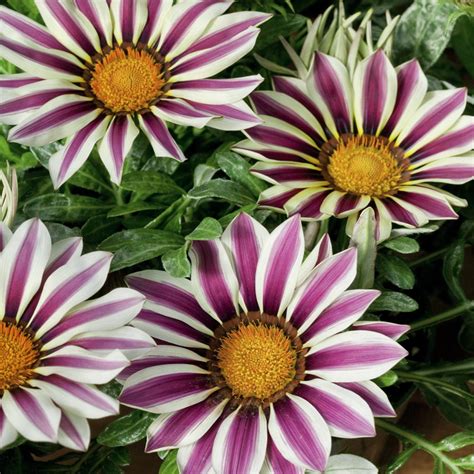 Drought Tolerant Gazania Big Kiss White Flame Ground Cover Plant Flower Seeds