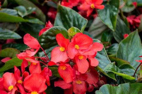 Begonias Care: Smart Tips for Growing Hardy Begonias – Garden Go Time