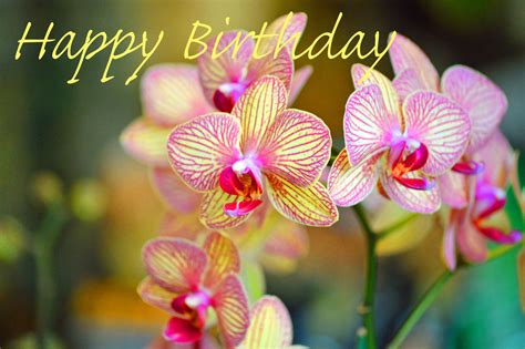 beautiful orchids with a happy birthday greeting that can be downloaded to your phone and texted ...