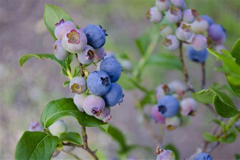 La myrtille - Association Miam