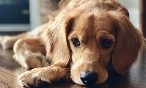 Golden Cocker Retriever - 10 Amazing Things You should Know