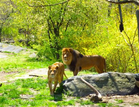 Anthropomorphizing: A Trip to the Bronx Zoo - New York Cliché