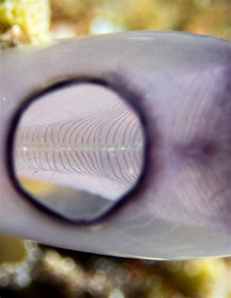 Tunicates - Christoph Trösch Medien- und Kommunikationstrainings