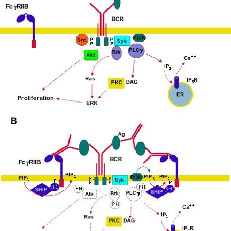 Activating Fc γ receptor signaling. Fc γ R cross-linking by... | Download Scientific Diagram