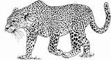 Free Leopard Coloring Pages sketch template
