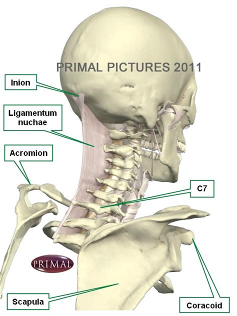 Nuchal Ligament Cadaver