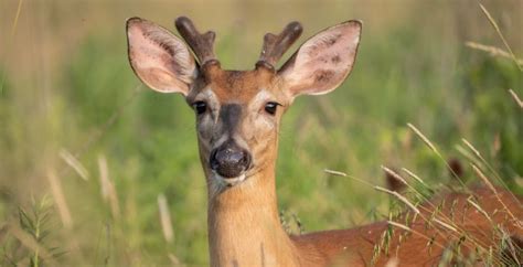 "Zombie deer disease" has been detected in Canada | Canada