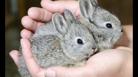 Are Rabbits Good Pets For Toddlers | Pets Animals US