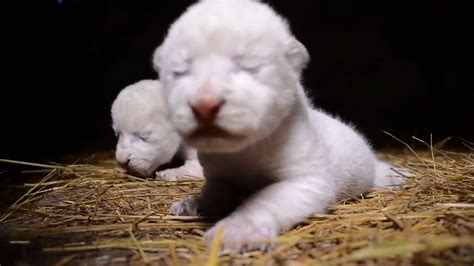 Rare white lion cubs born in Crimea safari park - YouTube