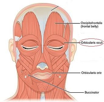 Orbicularis Oculi Muscle | Function, Origin & Insertion | Study.com