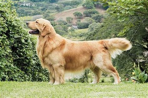 Gambar Anjing Golden Retriever | Faunaku