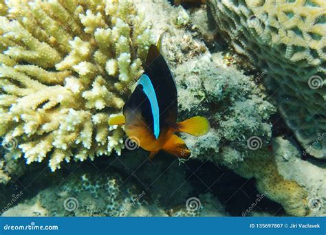 Clown fish in coral reef stock image. Image of color - 135697807