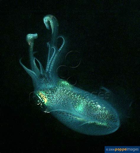 47 best Bioluminescence images on Pinterest | Marine life, Nature and ...