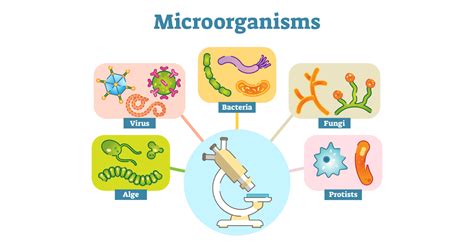 Diseases Caused by Microorganisms: Symptoms & Causes