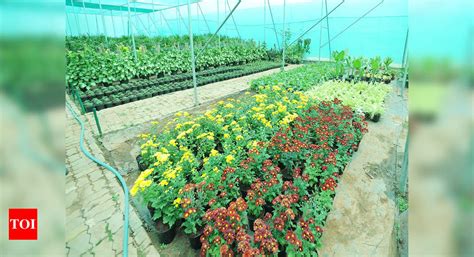 NBRI: NBRI finds plants fit to grow on sodic soil | Lucknow News ...