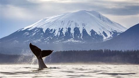 Whale Watching Sitka Alaska - Cpt. Gary's Sitka Wildlife Adventures