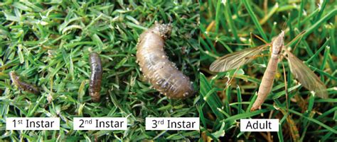 Crane Fly (Mosquito Hawk, Mosquito Eater) Identification Guide