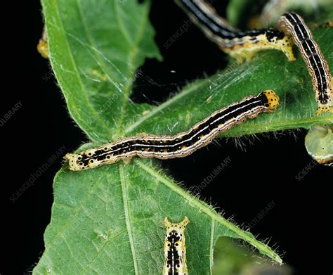 Cotton leafworm - Stock Image - C022/0255 - Science Photo Library