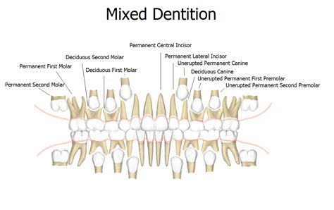 Mixed Dentition | News | Dentagama