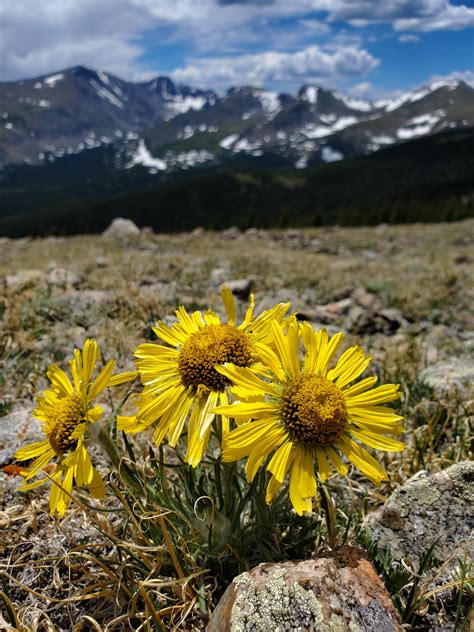 🔥 some flowers I found on Meadow Mountain : r/NatureIsFuckingLit