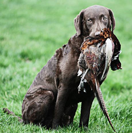 Chesapeake Bay Retriever - Ultimate Upland Bird Dogs, pheasant hunting