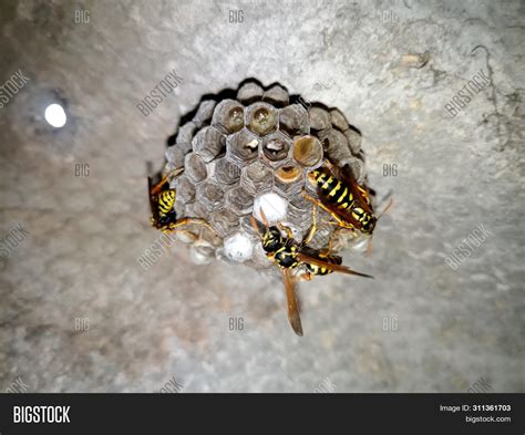 Wasp Species Polished Image & Photo (Free Trial) | Bigstock