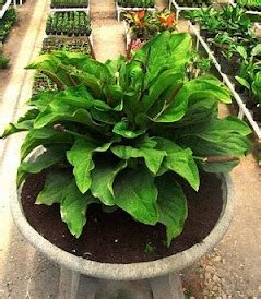 How To Propagation Anthurium Plant