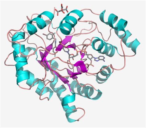 Aldose reductase - Creative Enzymes