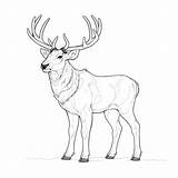 Caribou Coloring Pages – Coloring Corner sketch template