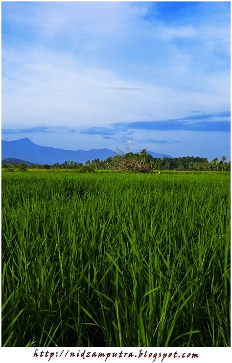 nidzamputra's photo collections: Sawah Padi Nan Menghijau