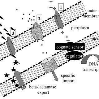 The periplasmic space. Sensing of the environment within the periplasm ...