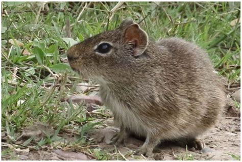 Wildmeerschweinchen-Ernährung – Meerschweinchen-Info