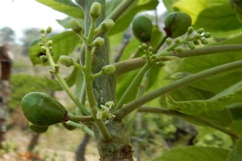 Bursera simaruba (L.) Sarg. | Plants of the World Online | Kew Science