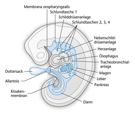 Organogenese und Ausbildung der äußeren Körperform Learncard 141602861