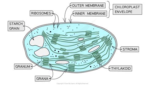 Chloroplast Structures & their Functions | AQA A Level Biology Revision Notes 2017