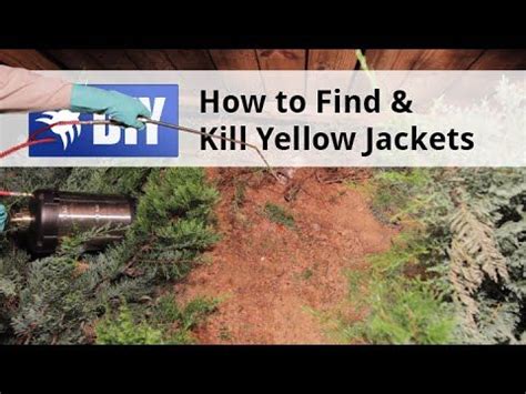 Yellow Jackets, also known as ground bees, are a dangerous pest that ...