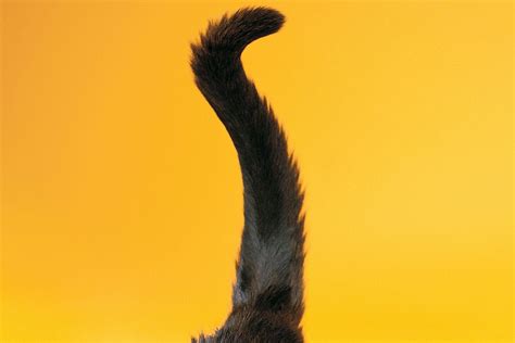 Why Do Cats Quiver Their Tails? – petsKB