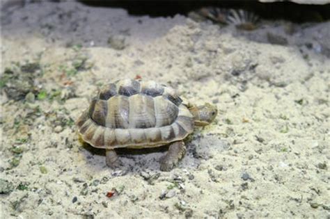 Fact file - the egyptian tortoise