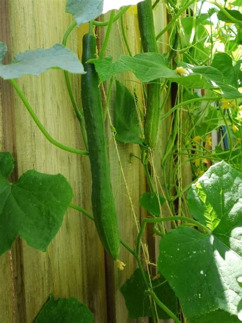 Cucumber 'Yamato Sanjaku', a long, green Japanese variety Planting ...